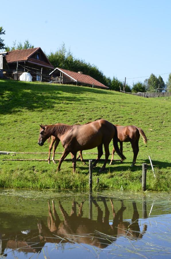 Gospodarstwo Agroturystyczne "Paryja" Olpiny Exterior foto